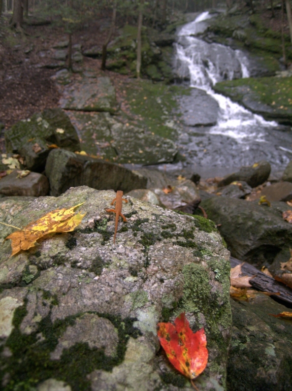 A red eft and the waterfall below the entrance to Surprise cave