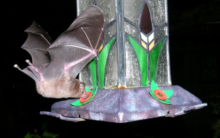 Photo of a nectar feeding bat at the hummingbird feeder, CocoView resort in Roatan
