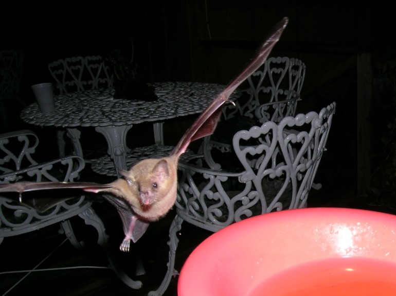 Photo of a nectar feeding bat drinking sugar water at CocoView resort in Roatan.