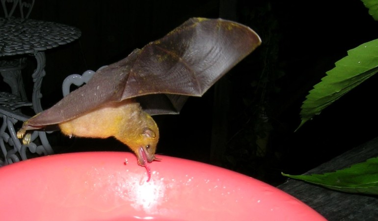 Photo of a nectar feeding bat drinking sugar water at CocoView resort in Roatan