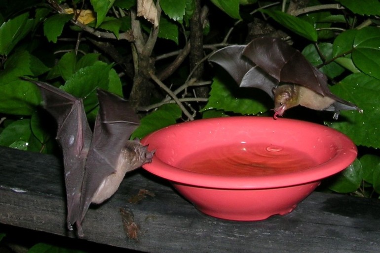 Photo of two nectar feeding bats drinking sugar water at CocoView resort in Roatan.