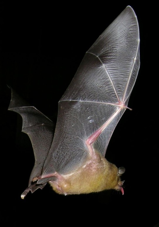 Photo of a nectar feeding bat at CocoView resort in Roatan.