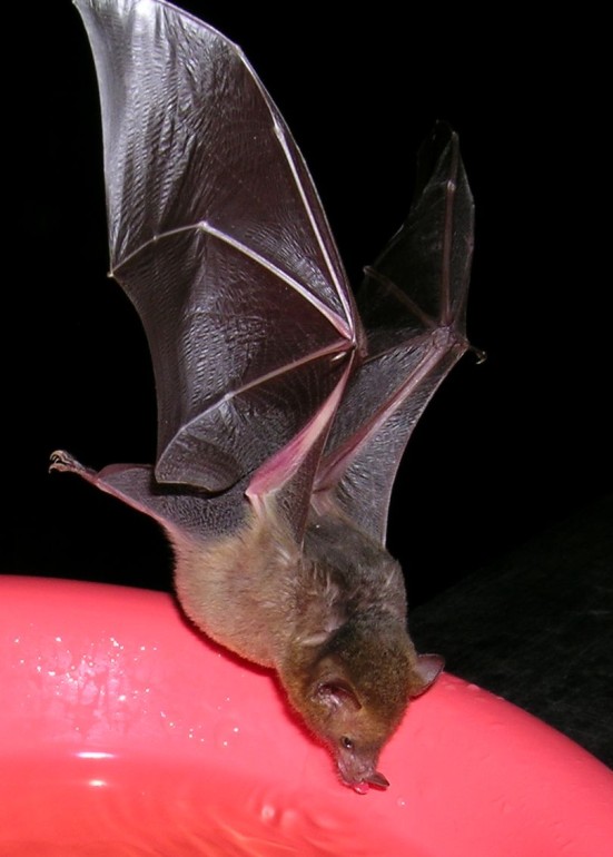 Photo of a nectar feeding bat drinking sugar water at CocoView resort in Roatan.