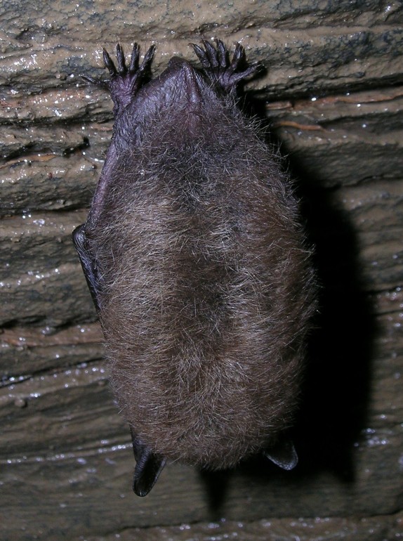 Photo of a bat in the Amphitheatre, Gage cave.