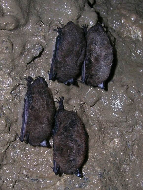 Photo of bats in the Amphitheatre, Gage cave.